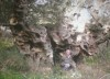 στράτα ελιάς ελαιόδεντρο αρχαίο σαββάκης