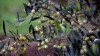 ελιές δώρο ελαιόδεντρα αμπέλια μύκητες περονόσπορος ωίδιο σίρκας